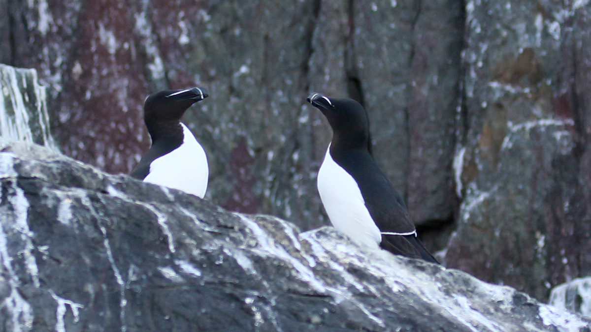 Alken op de Farne Islands